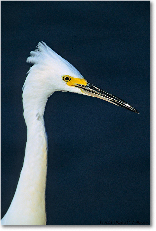 Snowy_ChincoNWR_2003Oct_F32b copy