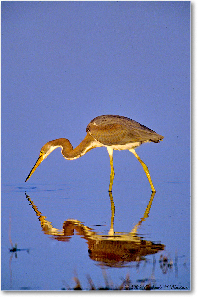 TricolorHeron_ChincoNWR_2003Oct_F05 copy
