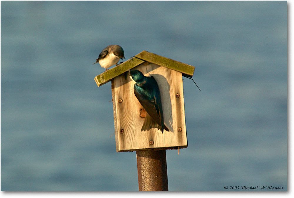 BarnSwallows_ChincoNWR_2004May_1FFT4284 copy