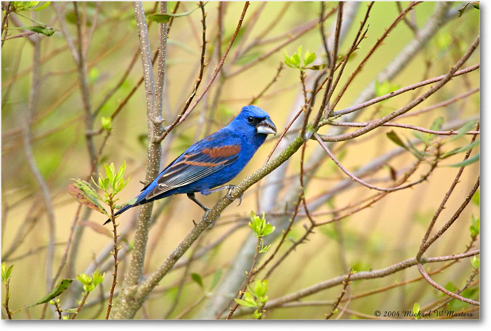 BlueGrosbeak_ChincoNWR_2004May_1FFT4530 copy