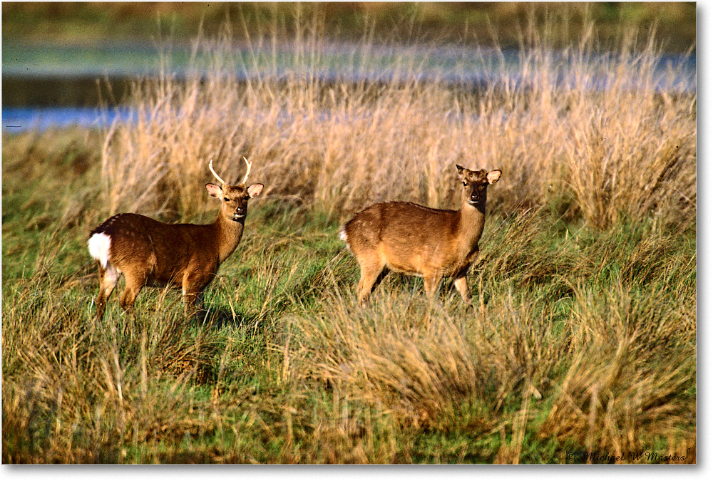 Buck&Doe_ChincoNWR_2004May_x23 copy