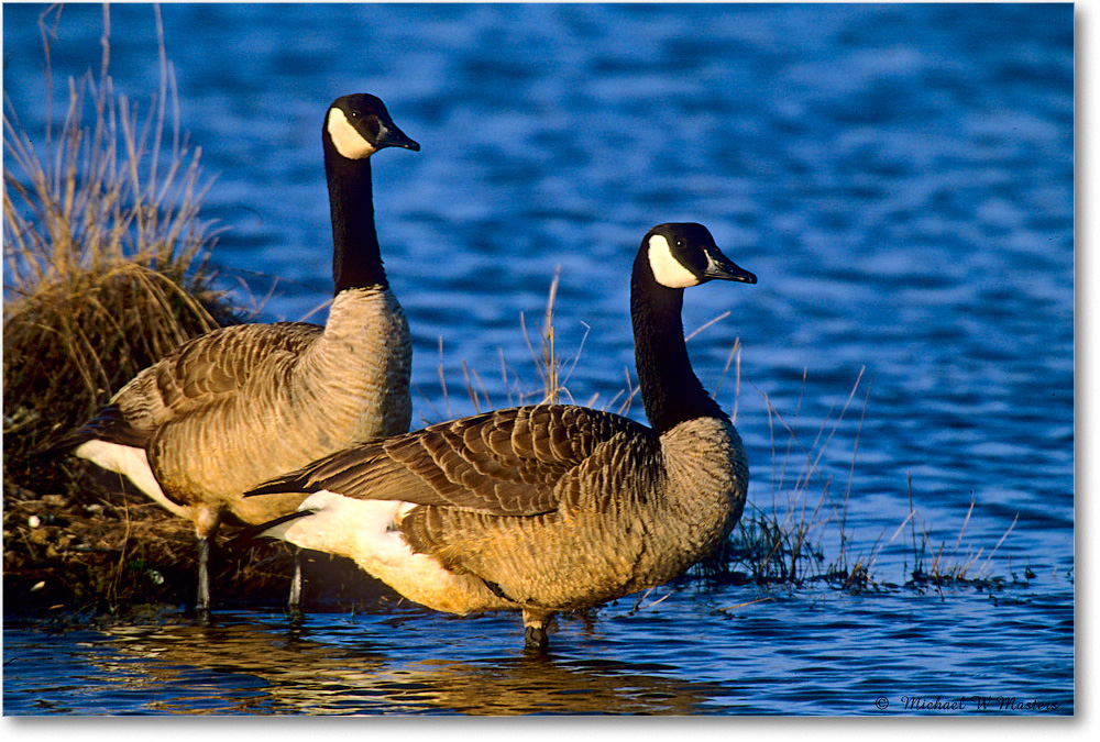 CanadaGeese_ChincoNWR_2004May_F25 copy