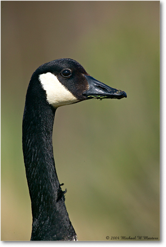 CanadaGoose_ChincoNWR_2004May_1FFT4726 copy