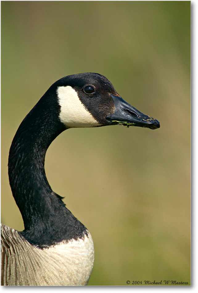 CanadaGoose_ChincoNWR_2004May_1FFT4730 copy