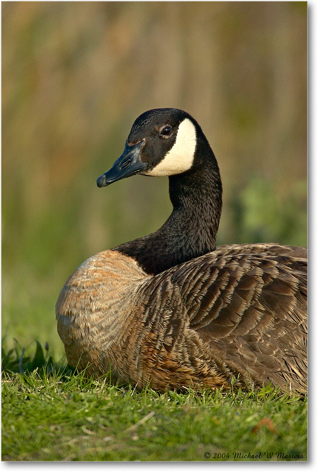 CanadaGoose_ChincoNWR_2004May_1FFT4738 copy