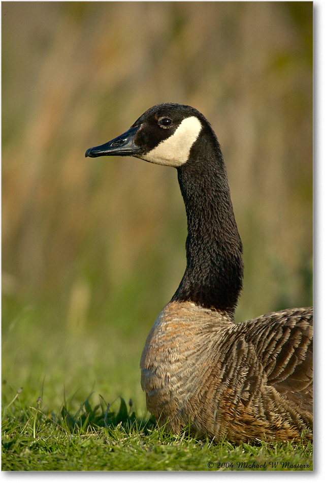 CanadaGoose_ChincoNWR_2004May_1FFT4751 copy