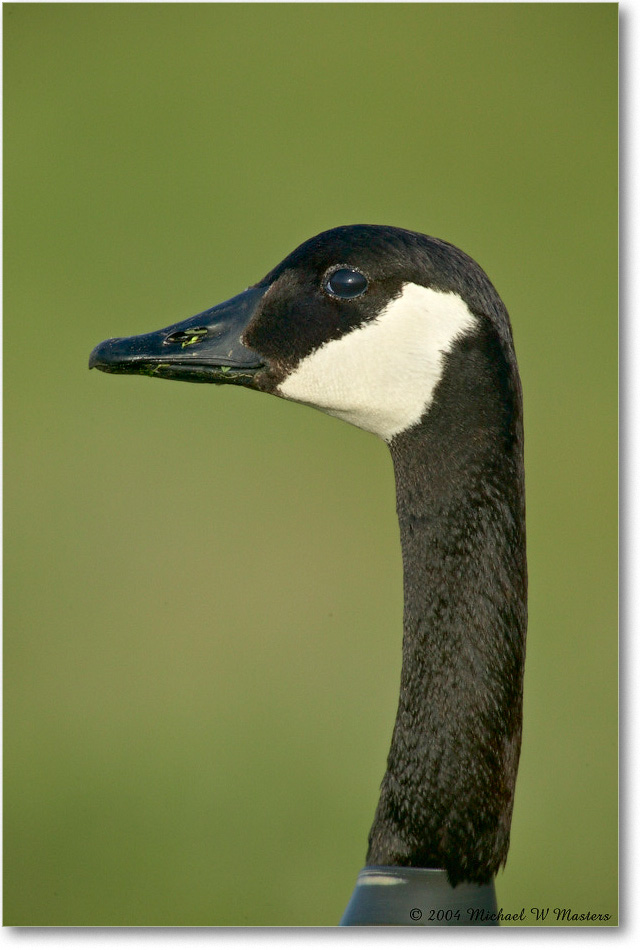 CanadaGoose_ChincoNWR_2004May_1FFT4771 copy