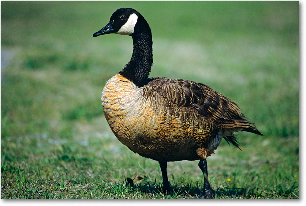 CanadaGoose_ChincoNWR_2004May_F02 copy