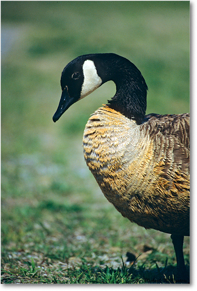 CanadaGoose_ChincoNWR_2004May_F04 copy