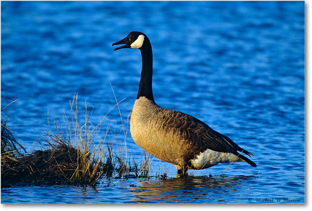 CanadaGoose_ChincoNWR_2004May_F06 copy