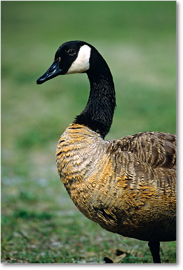 CanadaGoose_ChincoNWR_2004May_F15 copy