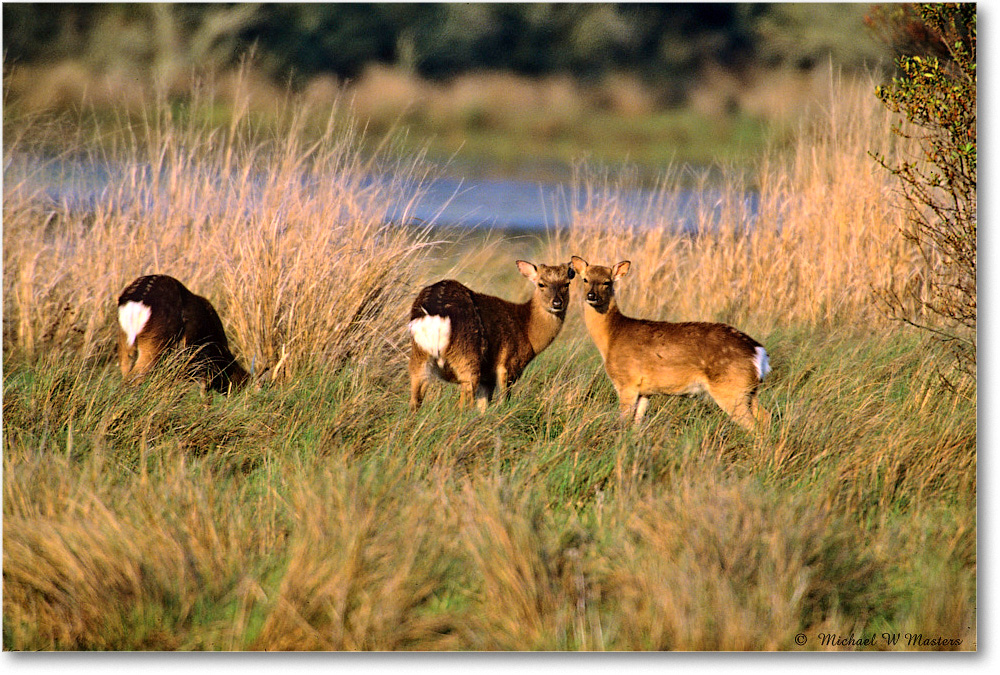 Fawns_ChincoNWR_2004May_x33 copy