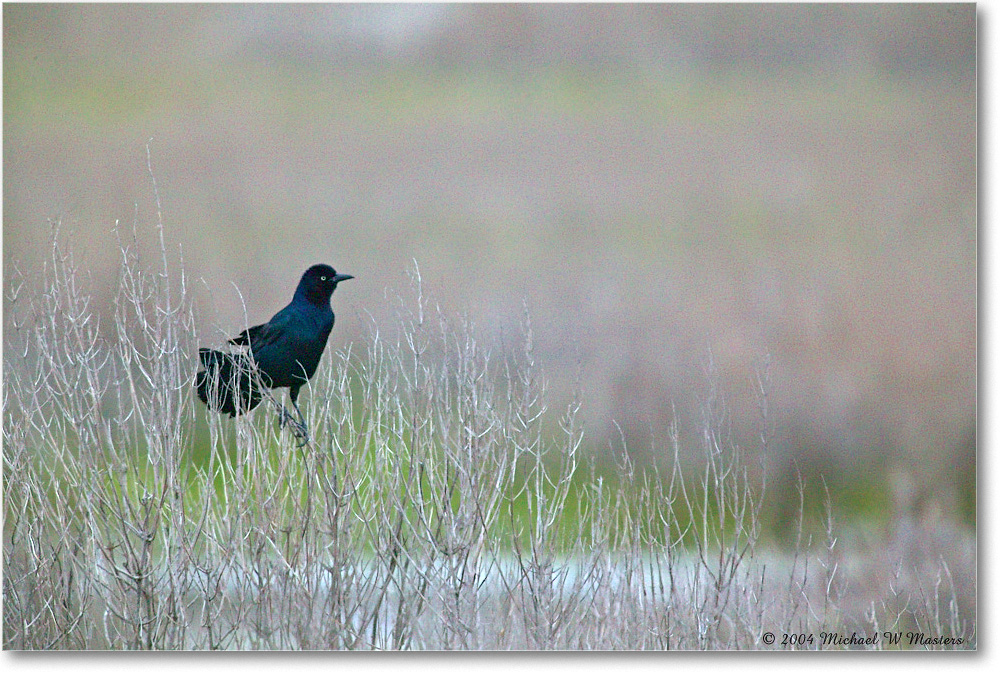 GrackleBoattail_ChincoNWR_2004May_1FFT4799 copy