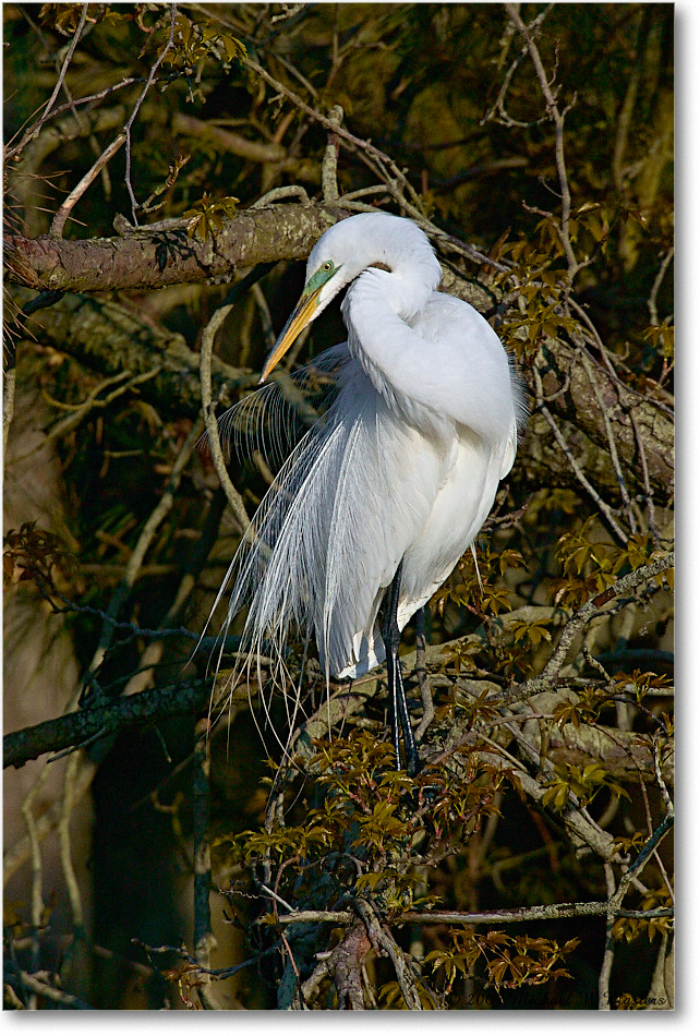 GreatEgret_ChincoNWR-WLL_2004May_1FFT4037 copy