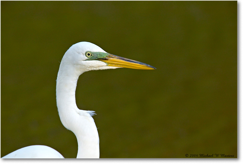 GreatEgret_ChincoNWR-WLL_2004May_1FFT4631 copy