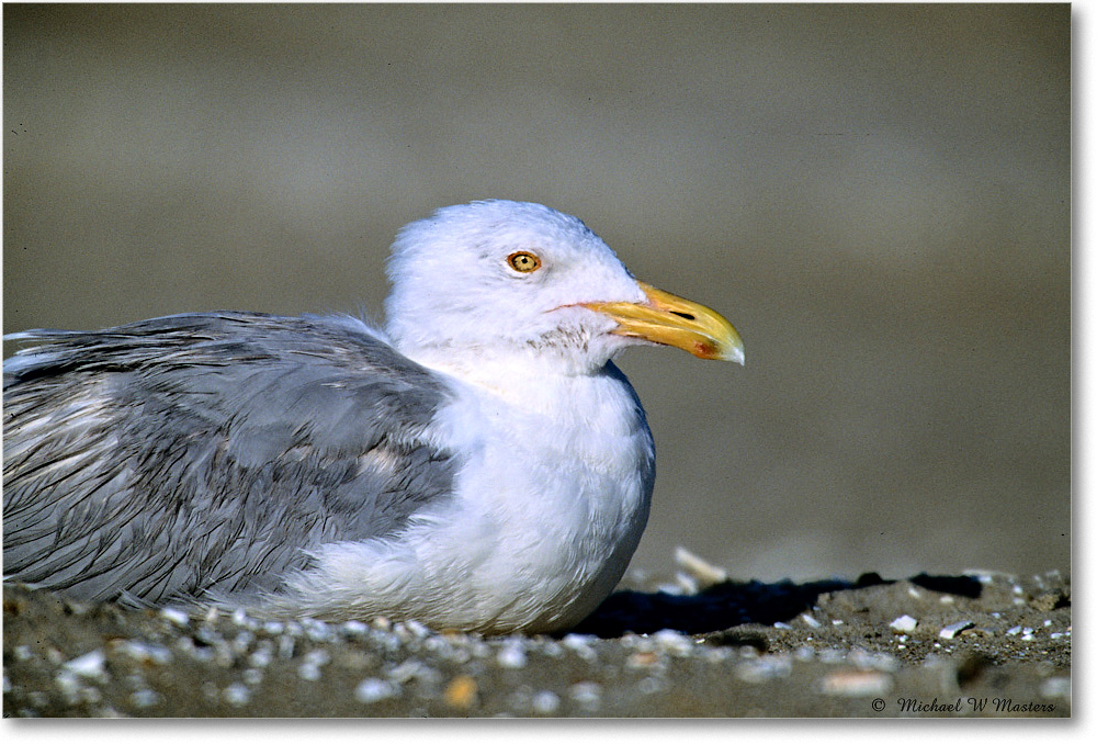 HerringGull_Assateague_2004May_F04 copy