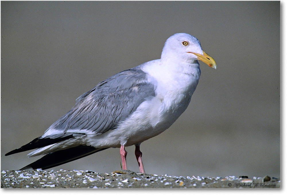HerringGull_Assateague_2004May_F09 copy