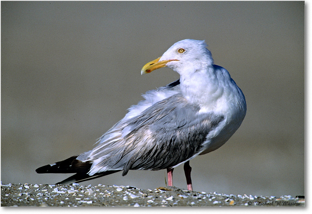 HerringGull_Assateague_2004May_F24 copy