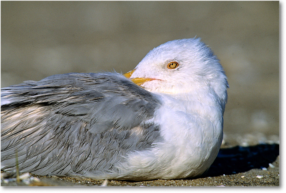 HerringGull_Assateague_2004May_F25 copy