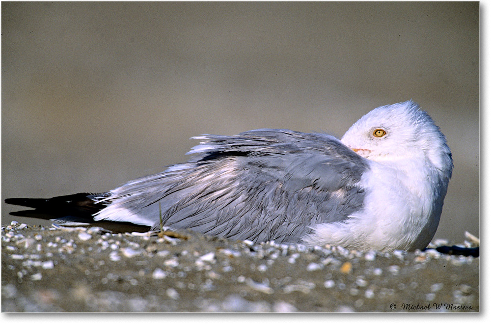 HerringGull_Assateague_2004May_V21 copy