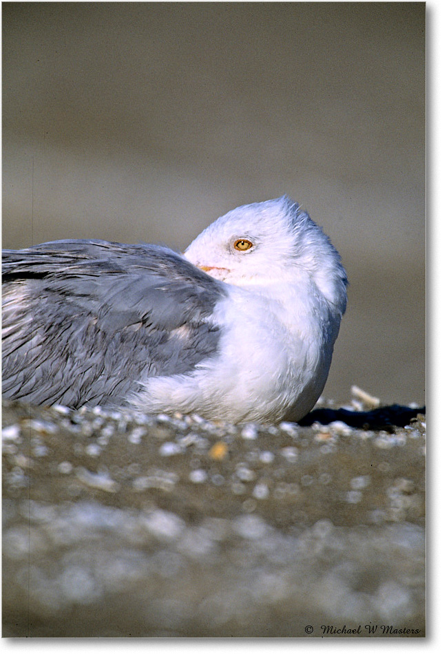 HerringGull_Assateague_2004May_V25b copy