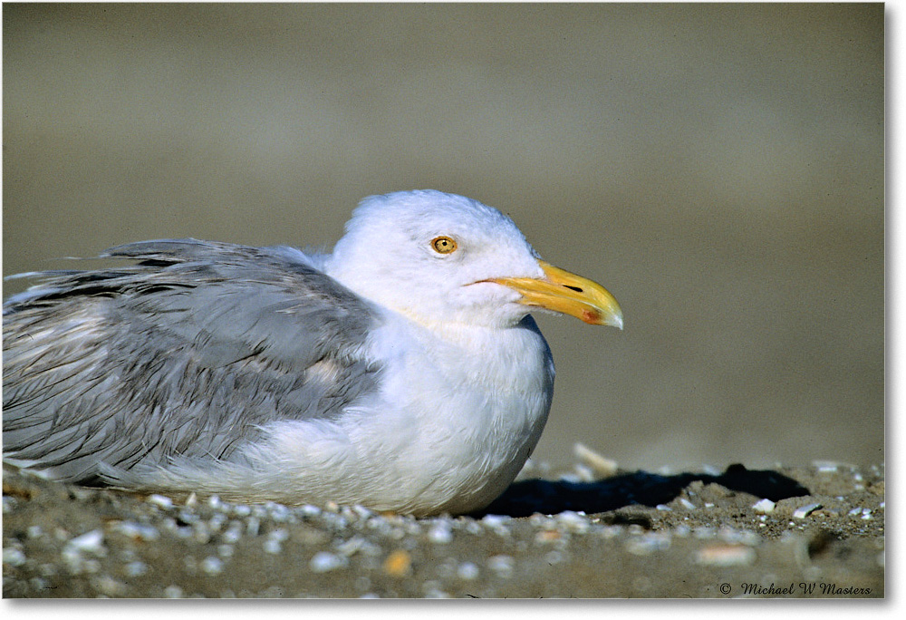 HerringGull_Assateague_2004May_V29 copy