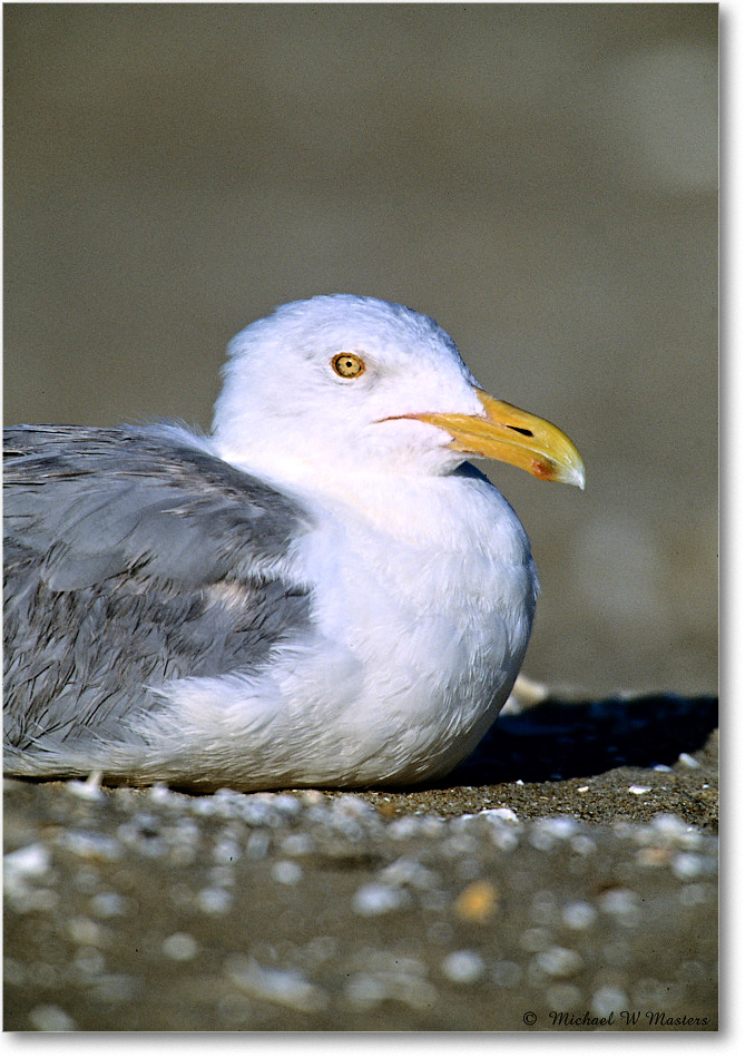 HerringGull_Assateague_2004May_V29b copy