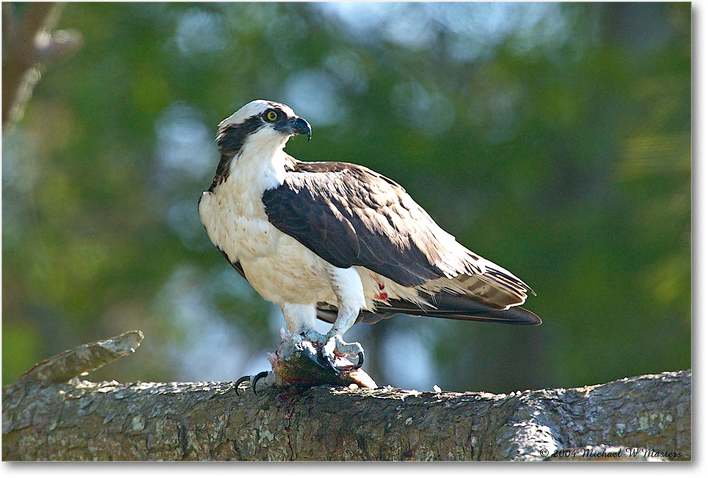 Osprey&Fish_ChincoNWR_2004May_1FFT4345 copy
