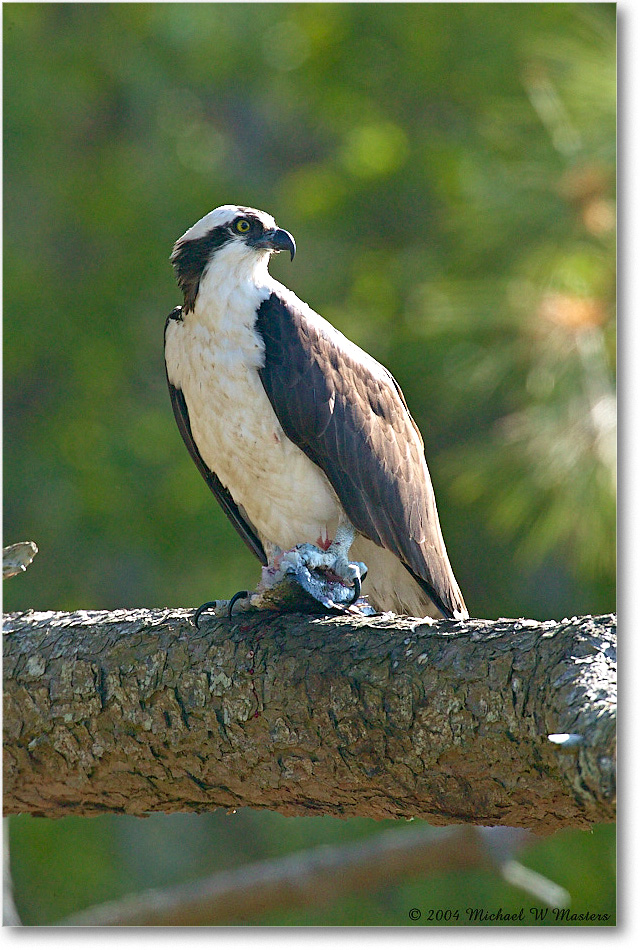 Osprey&Fish_ChincoNWR_2004May_1FFT4467 copy