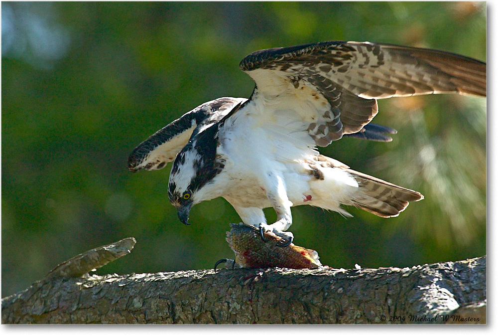 Osprey&Fish_ChincoNWR_2004May_1FFT4501 copy
