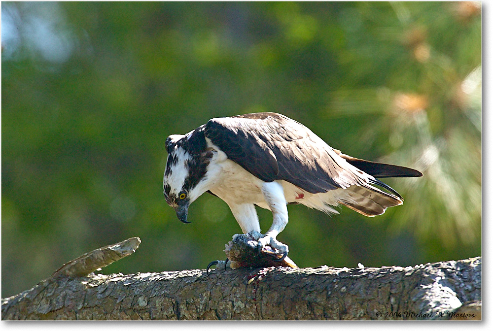 Osprey&Fish_ChincoNWR_2004May_1FFT4502 copy