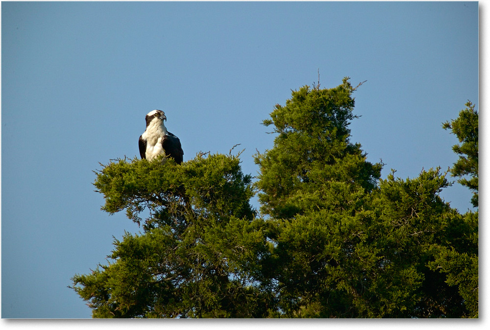 Osprey_ChincoNWR_2004May_1FFT4646 copy