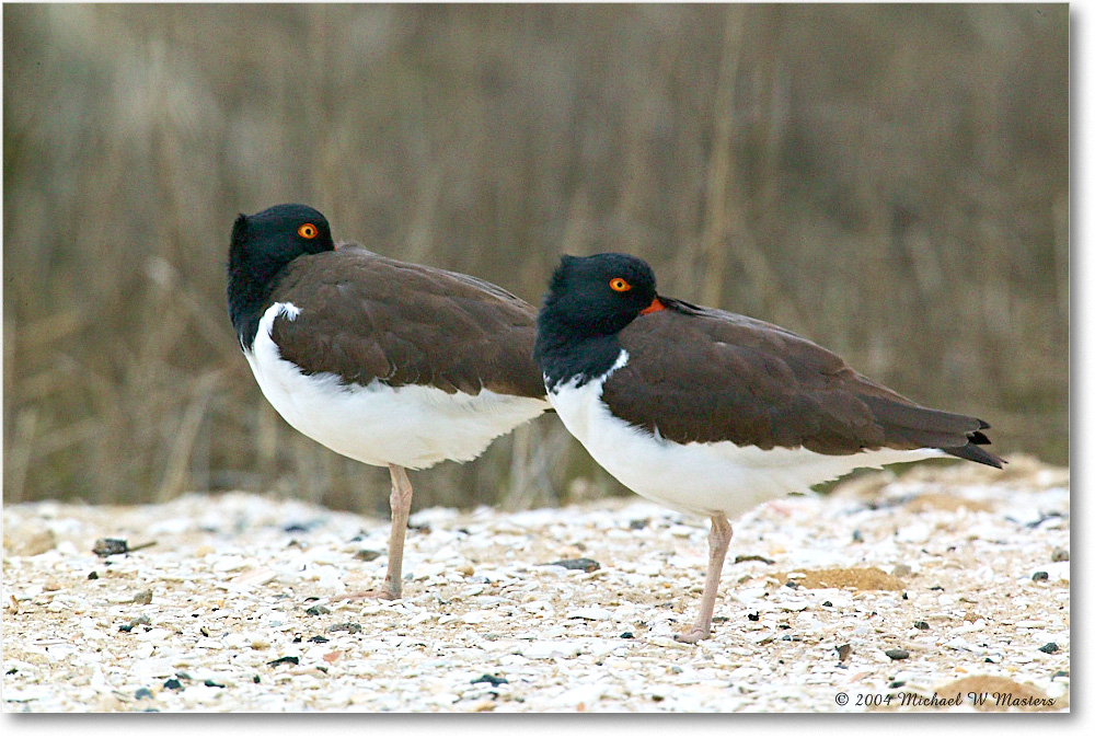 Oystercatchers_ChincoNWR_2004May_1FFT4198 copy
