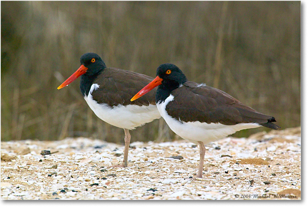 Oystercatchers_ChincoNWR_2004May_1FFT4213 copy