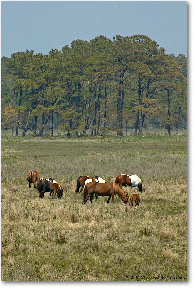 Ponies_ChincoNWR_2004May_1FFT4517 copy