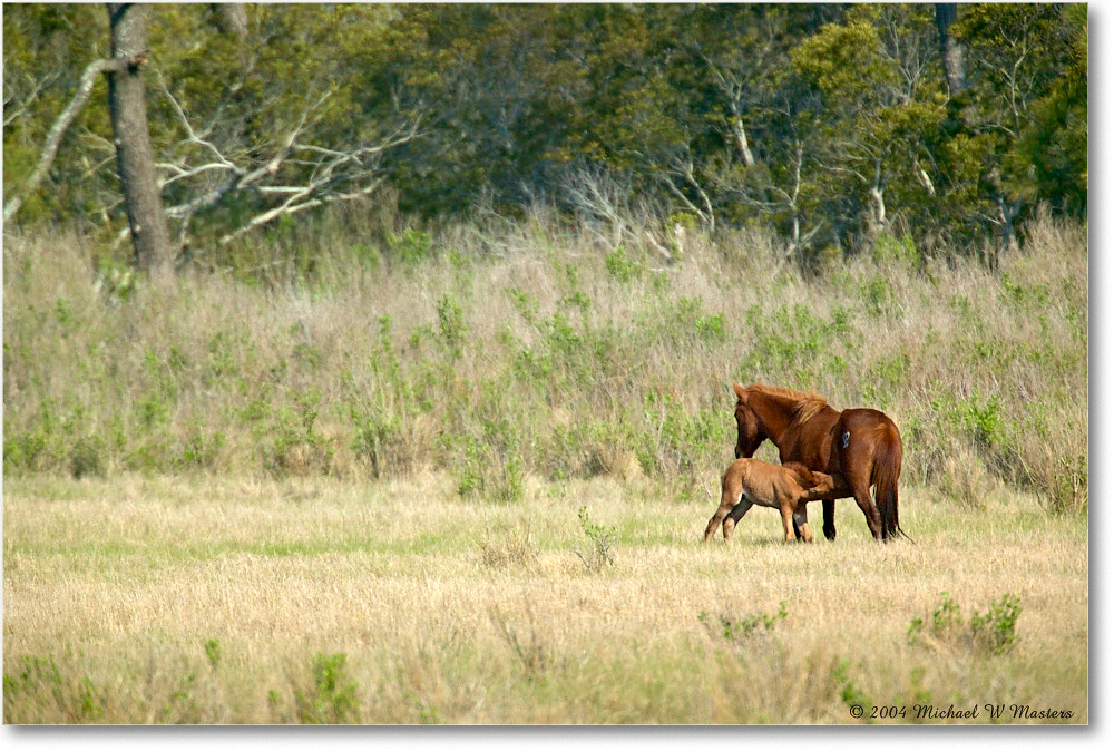 Ponies_ChincoNWR_2004May_1FFT4671 copy