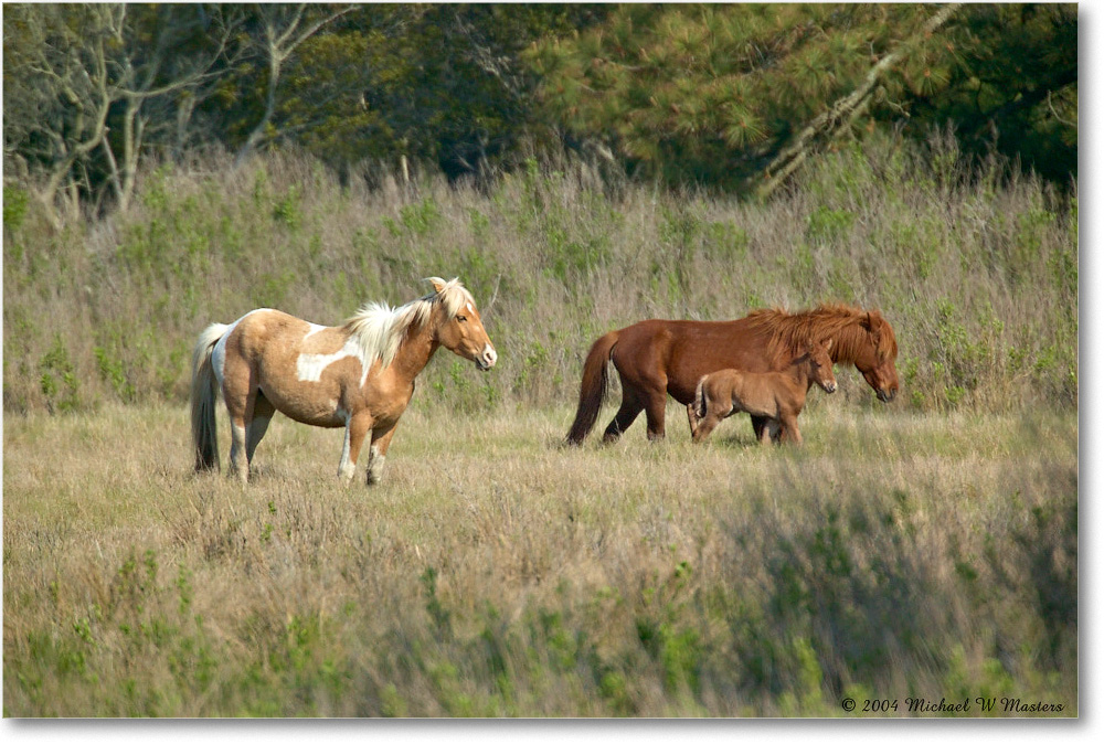 Ponies_ChincoNWR_2004May_1FFT4674 copy