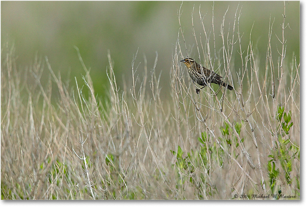 RedWingBlackbird_ChincoNWR_2004May_1FFT5062 copy
