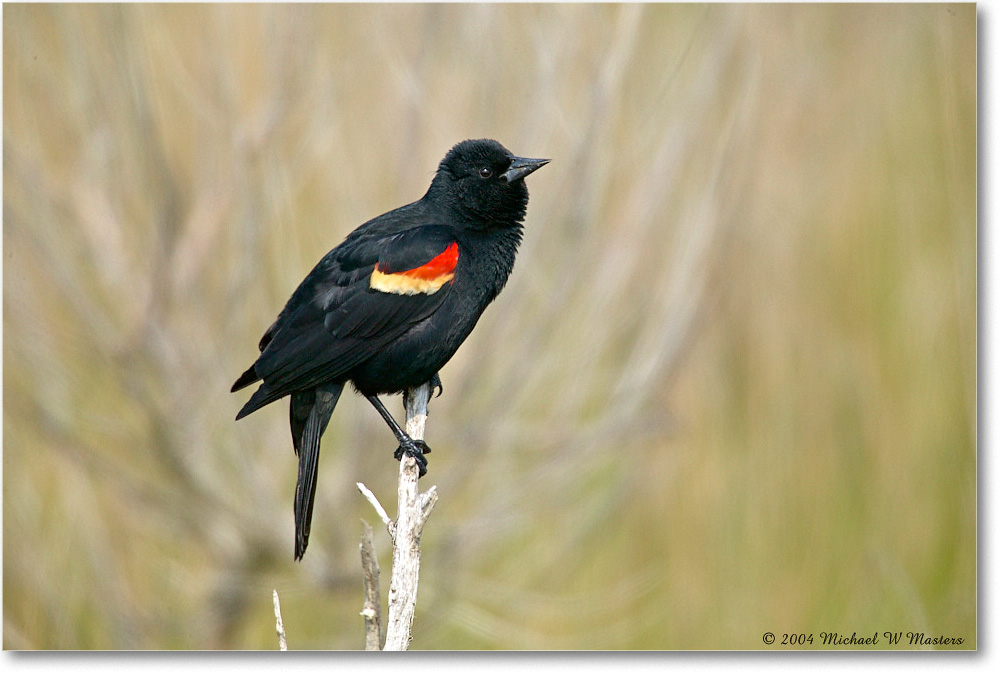 RedWingBlackbird_ChincoNWR_2004May_1FFT5140 copy