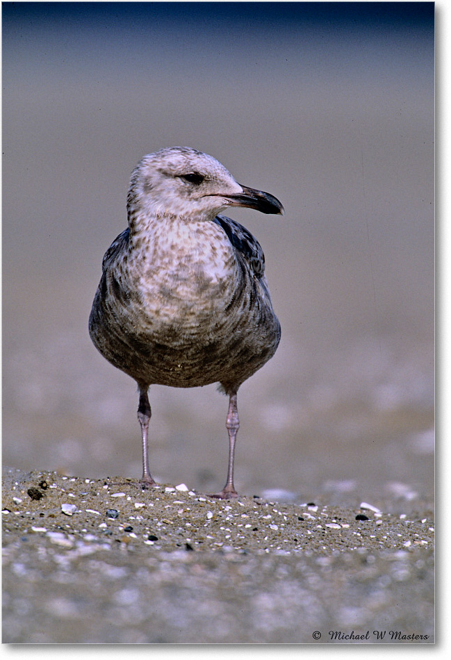 RingbillGullJuv_Assateague_2004May_F05 copy