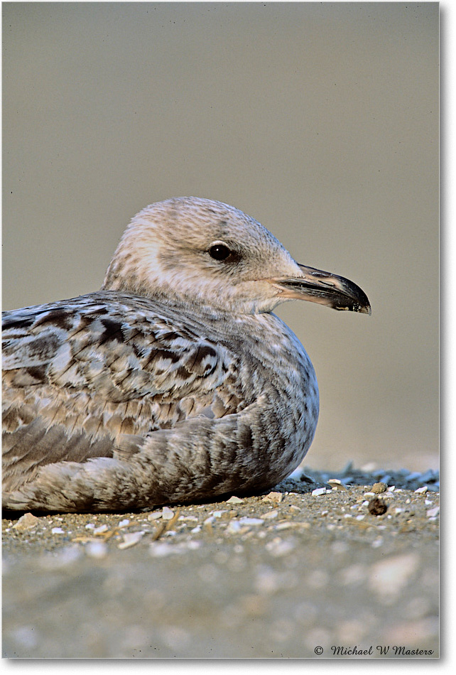 RingbillGullJuv_Assateague_2004May_F10 copy