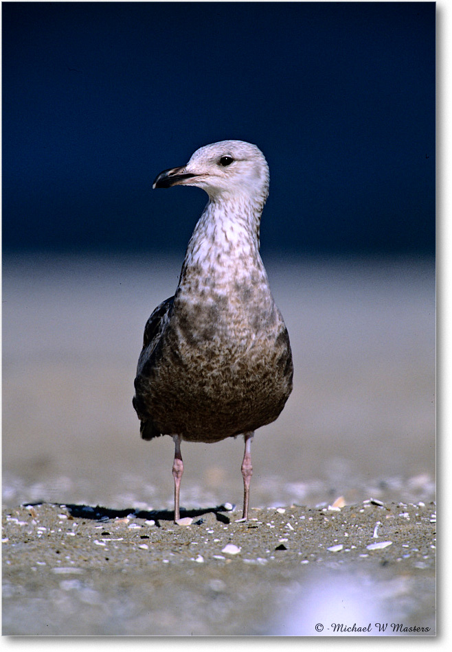 RingbillGullJuv_Assateague_2004May_F11 copy