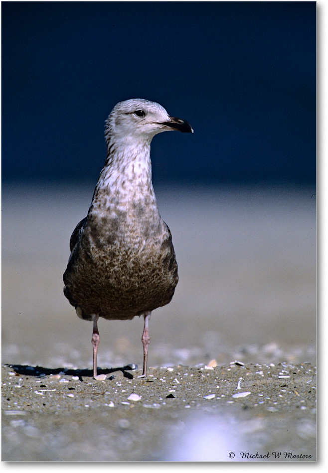 RingbillGullJuv_Assateague_2004May_F15 copy