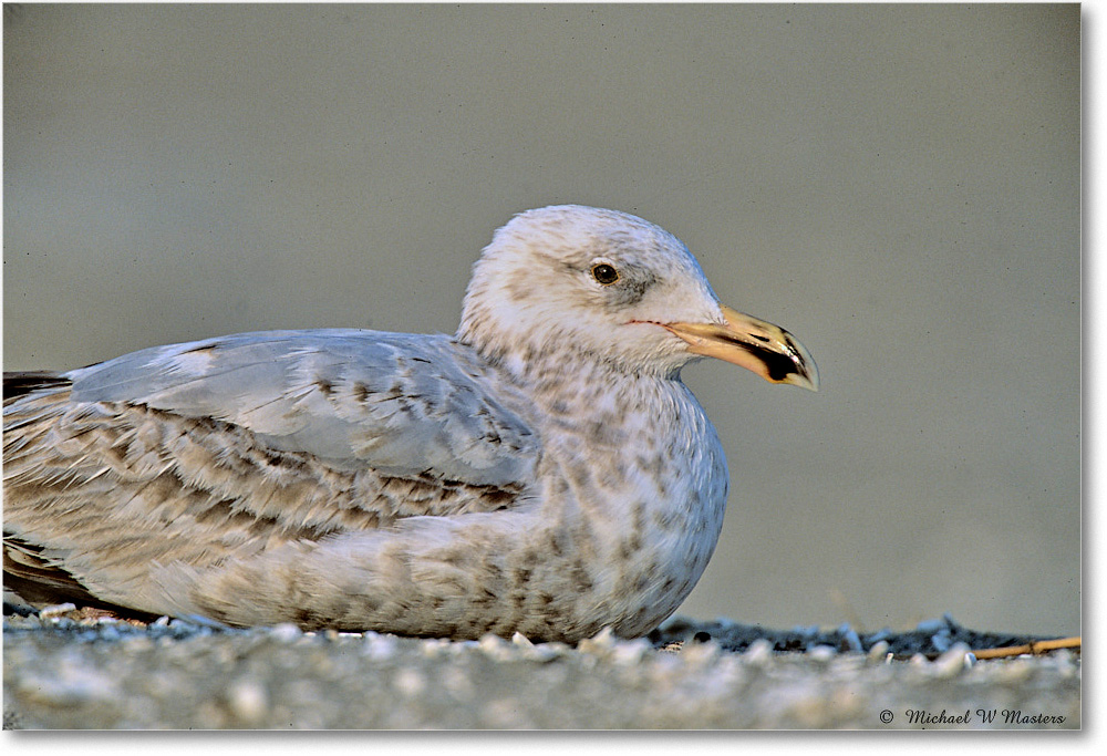 RingbillGullJuv_Assateague_2004May_F15b copy