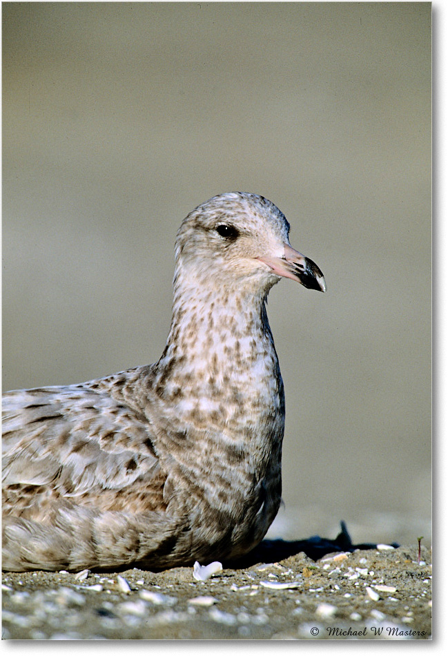 RingbillGullJuv_Assateague_2004May_F17 copy
