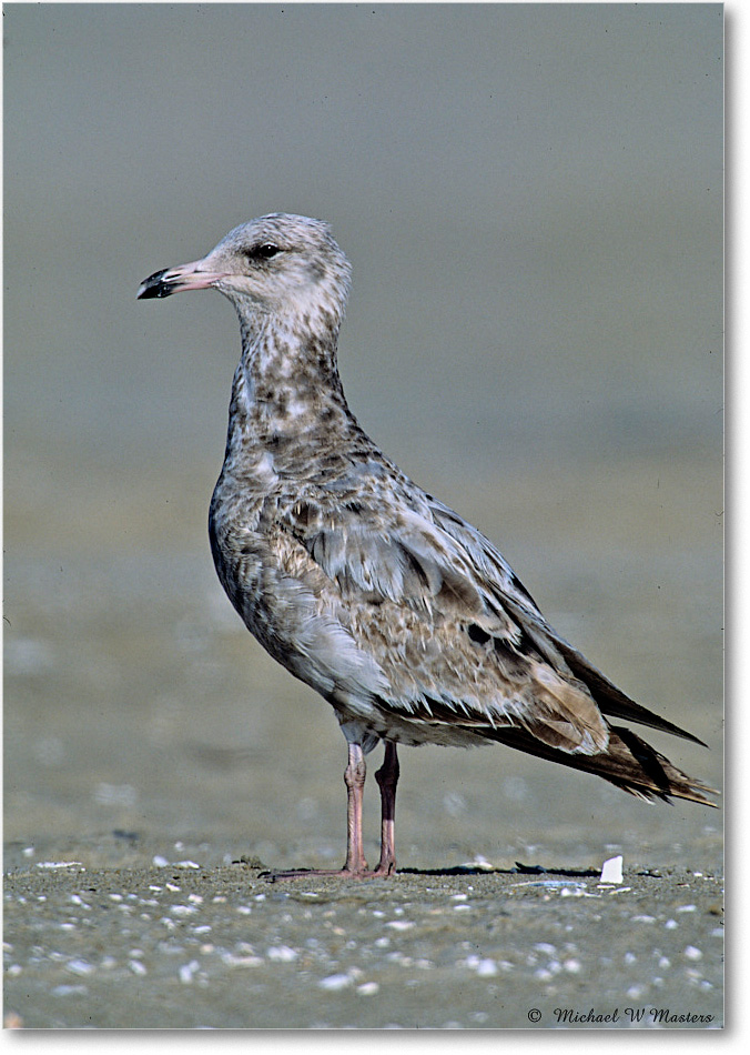 RingbillGullJuv_Assateague_2004May_F22 copy