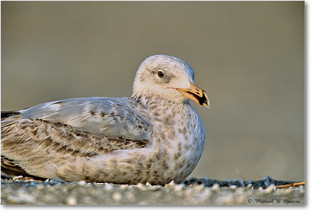 RingbillGullJuv_Assateague_2004May_F22b copy