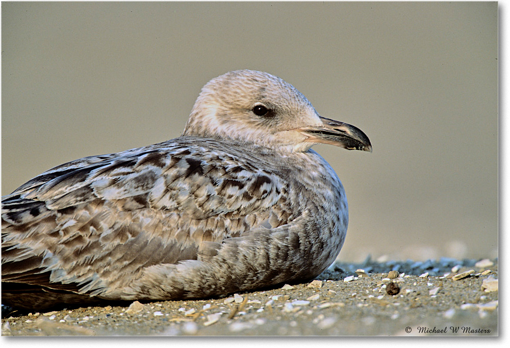 RingbillGullJuv_Assateague_2004May_F24 copy