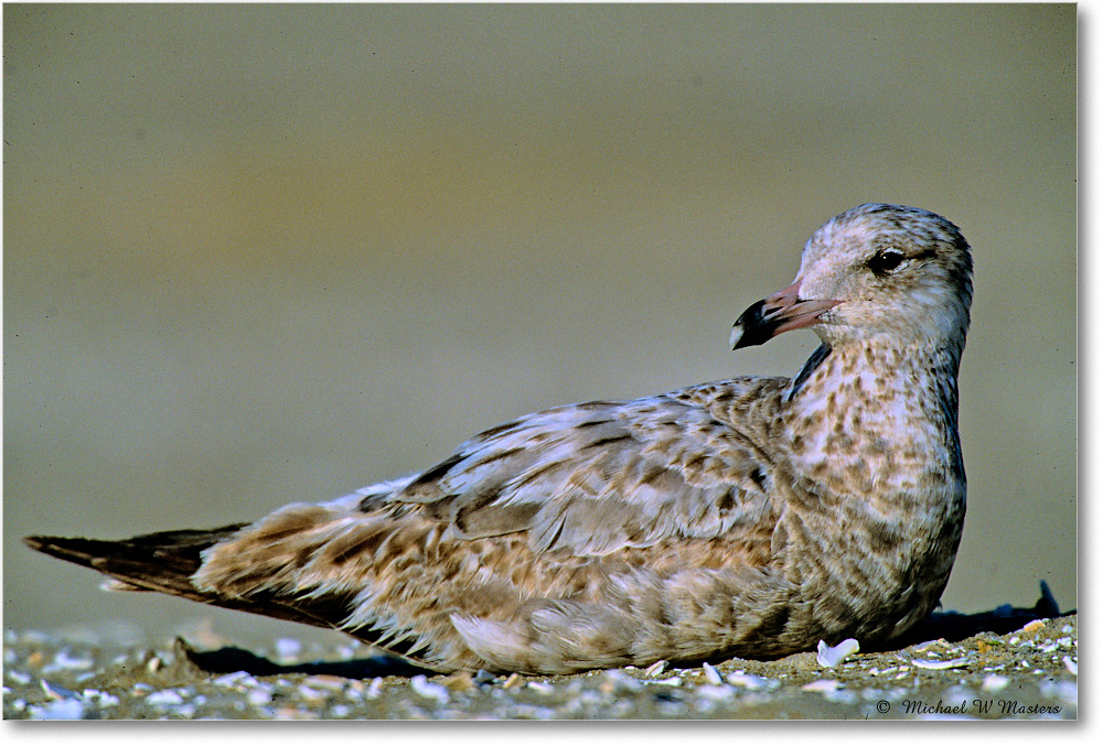 RingbillGullJuv_Assateague_2004May_F26 copy