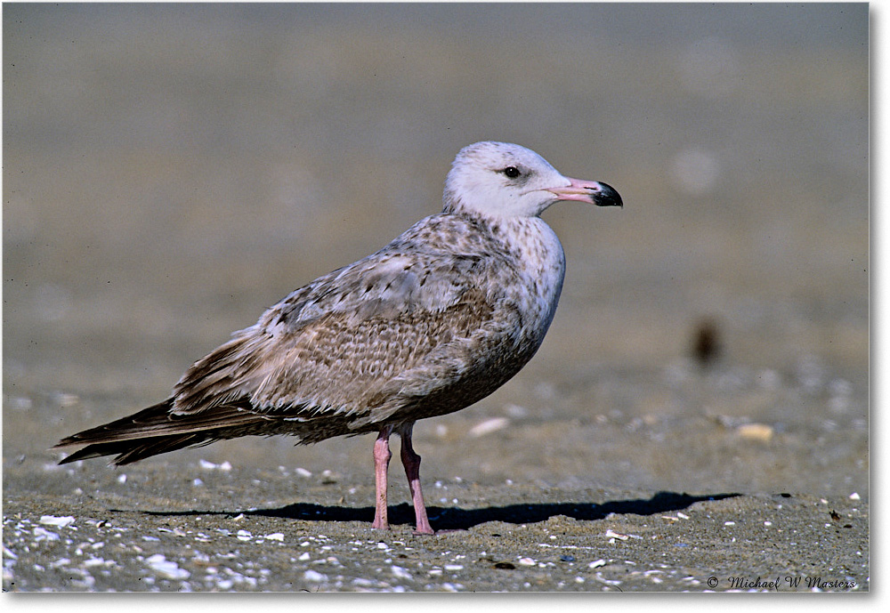 RingbillGullJuv_Assateague_2004May_F29b copy
